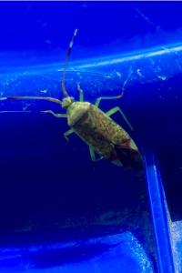 <i>Pantilius tunicatus</i>