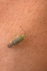 <i>Pantilius tunicatus</i>