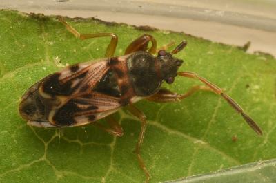 <i>Scolopostethus affinis</i>