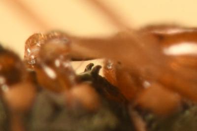 <i>Scolopostethus affinis</i>