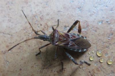 <i>Leptoglossus occidentalis</i>