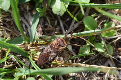<i>Leptoglossus occidentalis</i>