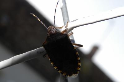 <i>Rhaphigaster nebulosa</i>