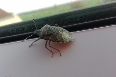 <i>Rhaphigaster nebulosa</i>