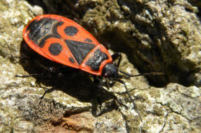 <i>Pyrrhocoris apterus</i>