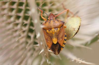 <i>Carpocoris purpureipennis</i>