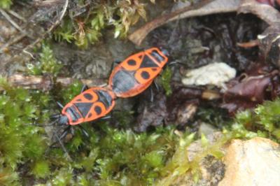 <i>Pyrrhocoris apterus</i>