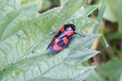 <i>Cercopis vulnerata</i>