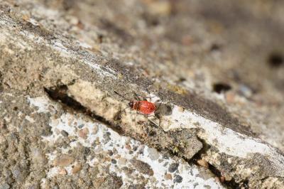 <i>Pyrrhocoris apterus</i>