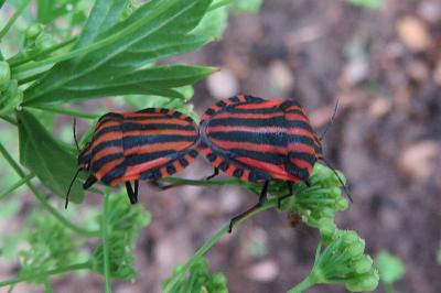 <i>Graphosoma italicum</i>