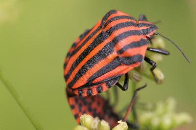<i>Graphosoma italicum</i>