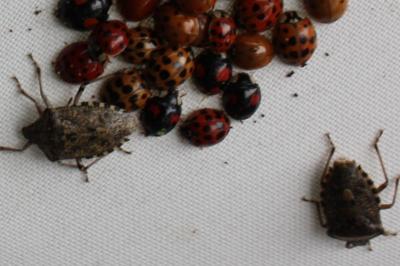 <i>Rhaphigaster nebulosa</i>