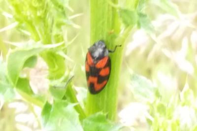 <i>Cercopis vulnerata</i>