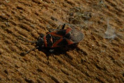 <i>Arocatus roeselii</i>