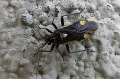 <i>Capsodes flavomarginatus</i>