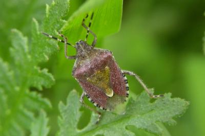 <i>Dolycoris baccarum</i>