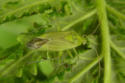 <i>Closterotomus norwegicus</i>