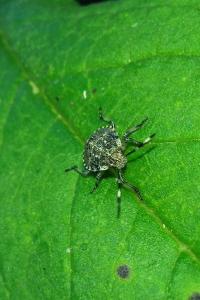 <i>Rhaphigaster nebulosa</i>