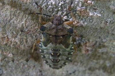 <i>Pentatoma rufipes</i>