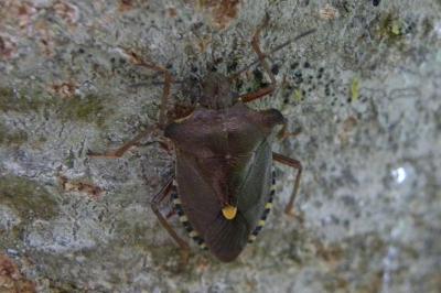 <i>Pentatoma rufipes</i>