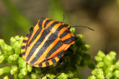 <i>Graphosoma italicum</i>