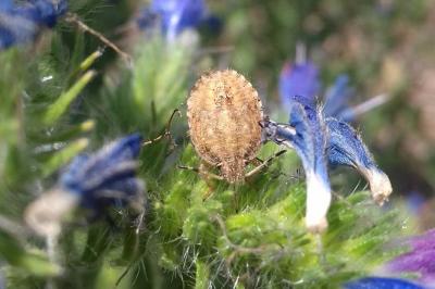 <i>Dolycoris baccarum</i>