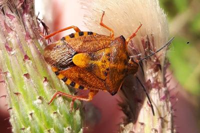 <i>Carpocoris purpureipennis</i>