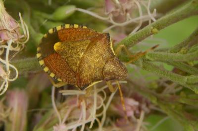 <i>Peribalus strictus</i>