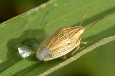 <i>Aelia acuminata</i>