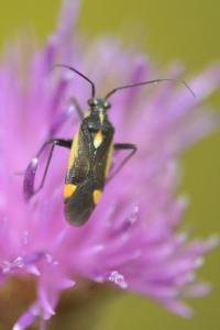 <i>Capsodes flavomarginatus</i>