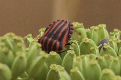 <i>Graphosoma italicum</i>