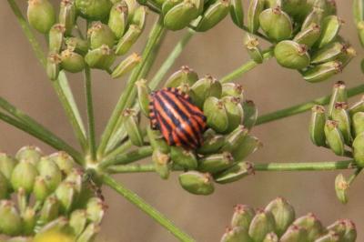 <i>Graphosoma italicum</i>