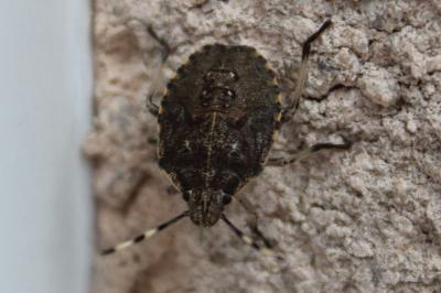 <i>Rhaphigaster nebulosa</i>