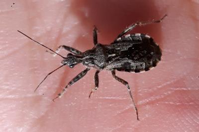 <i>Coranus</i>