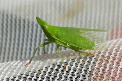 <i>Dictyophara</i>