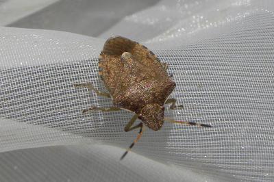 <i>Peribalus strictus</i>