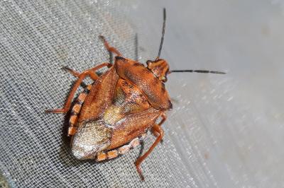 <i>Carpocoris purpureipennis</i>