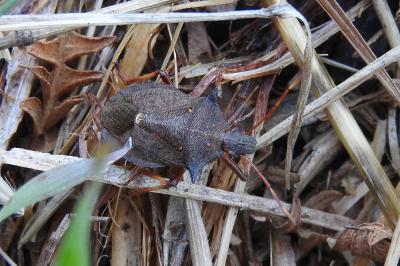 <i>Picromerus bidens</i>