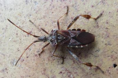 <i>Leptoglossus occidentalis</i>