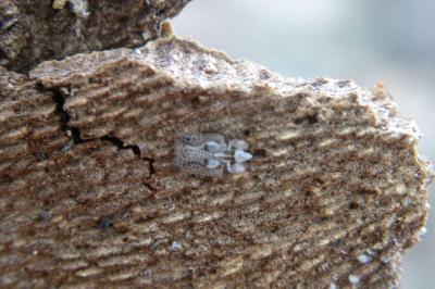 <i>Corythucha ciliata</i>