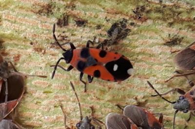 <i>Horvathiolus superbus</i>
