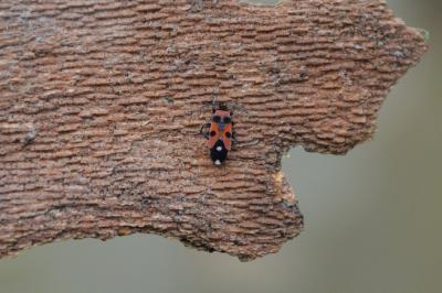 <i>Horvathiolus superbus</i>
