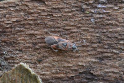 <i>Arocatus roeselii</i>