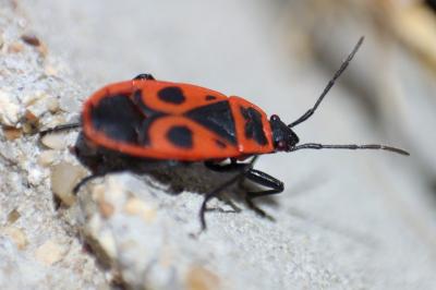 <i>Pyrrhocoris apterus</i>