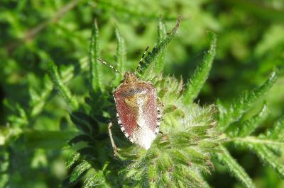 <i>Dolycoris baccarum</i>
