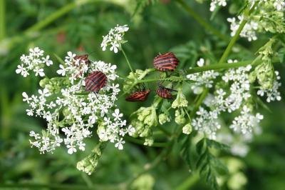 <i>Graphosoma italicum</i>