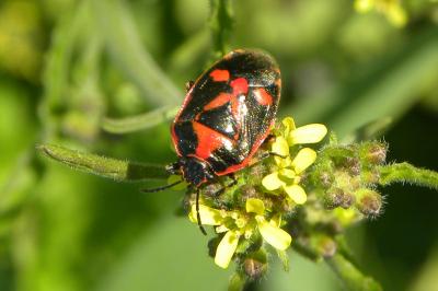 <i>Eurydema oleracea</i>