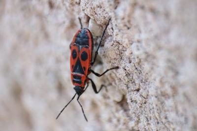 <i>Pyrrhocoris apterus</i>