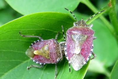 <i>Dolycoris baccarum</i>