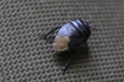 <i>Cydnus aterrimus</i>